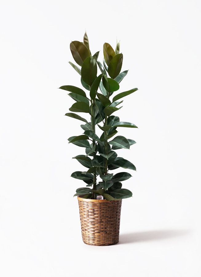 観葉植物 フィカス ロブスター 10号 ストレート プラスチック鉢 | 観葉
