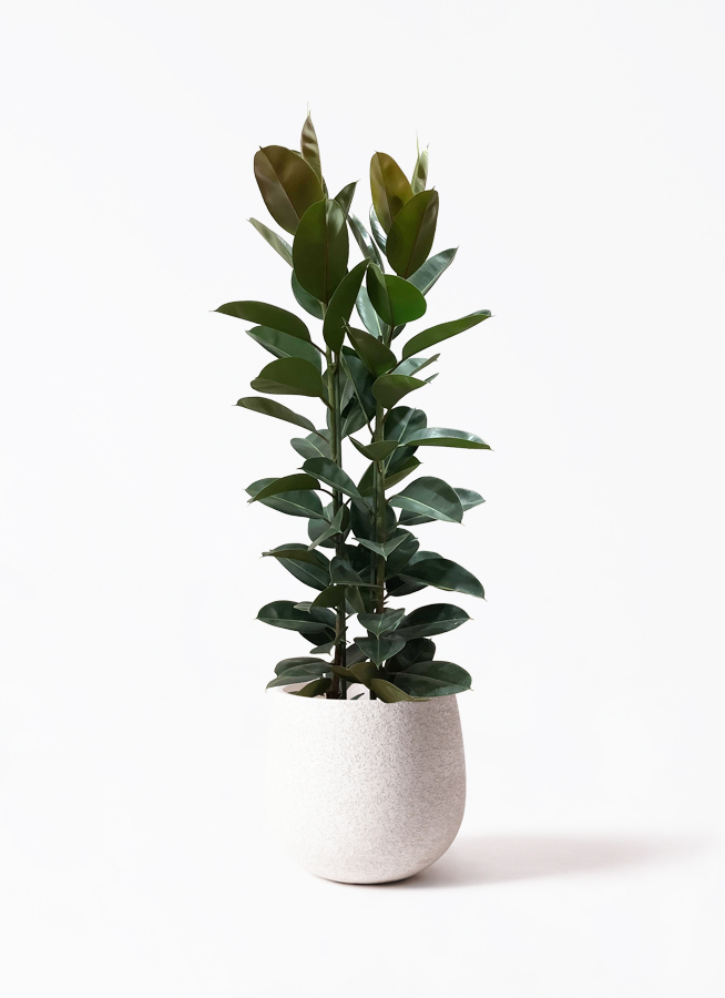 【B級品/大型観葉植物】濃緑色の葉色が美しい♪フィカス ロブスター 10号鉢特大 観葉植物 フィカス ロブスター 10号 ストレート プラスチック鉢 | 観葉