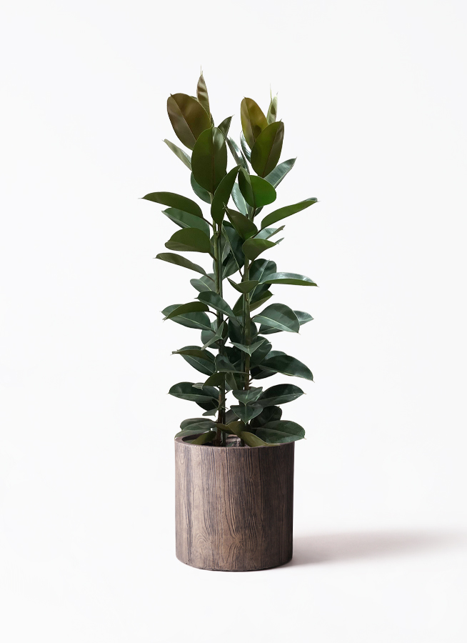 観葉植物 フィカス ロブスター 10号 ストレート プラスチック鉢 | 観葉