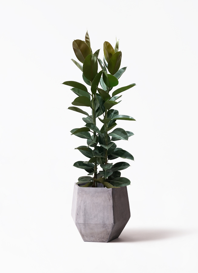 【美樹形】フィカス・ロブスタ ゴムノキ 120cm 鉢植え 観葉植物 観葉植物 フィカス ロブスター 10号 ストレート プラスチック鉢 | 観葉