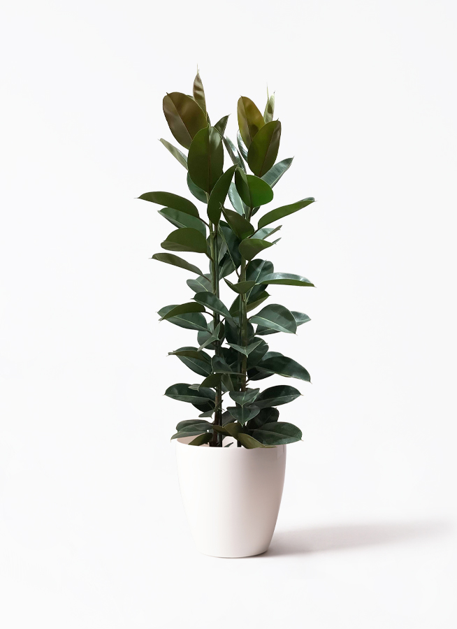 観葉植物 フィカス ロブスター 10号 ストレート プラスチック鉢 | 観葉