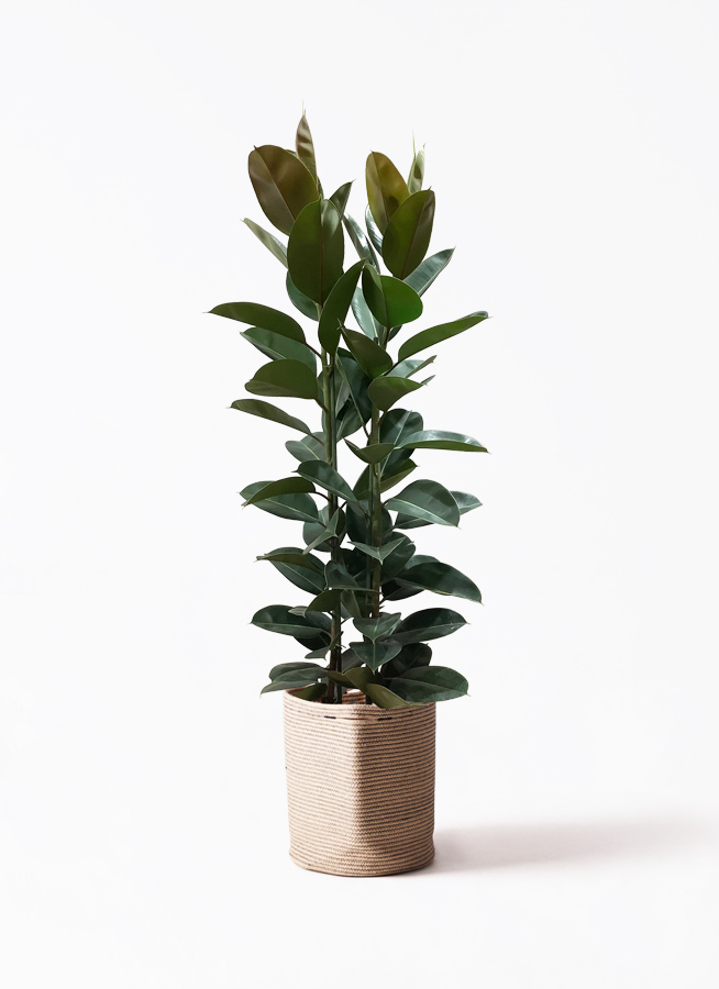 【B級品/大型観葉植物】濃緑色の葉色が美しい♪フィカス ロブスター 10号鉢特大 観葉植物 フィカス ロブスター 10号 ストレート プラスチック鉢 | 観葉