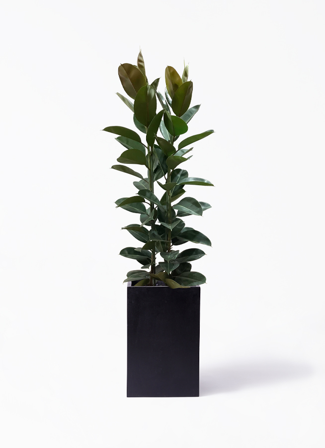 観葉植物 フィカス ロブスター 10号 ストレート 竹バスケット 付き
