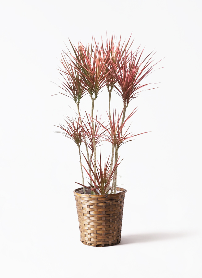 観葉植物 ドラセナ コンシンネ スカーレットアイビス 8号 寄せ プラ竹
