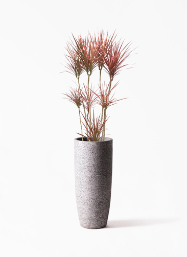 【希少】ドラセナスカーレットアイビス 豪華　おしゃれな観葉植物　７号　陶器鉢 concinna-scarlet-ibis-4_1.jpg?