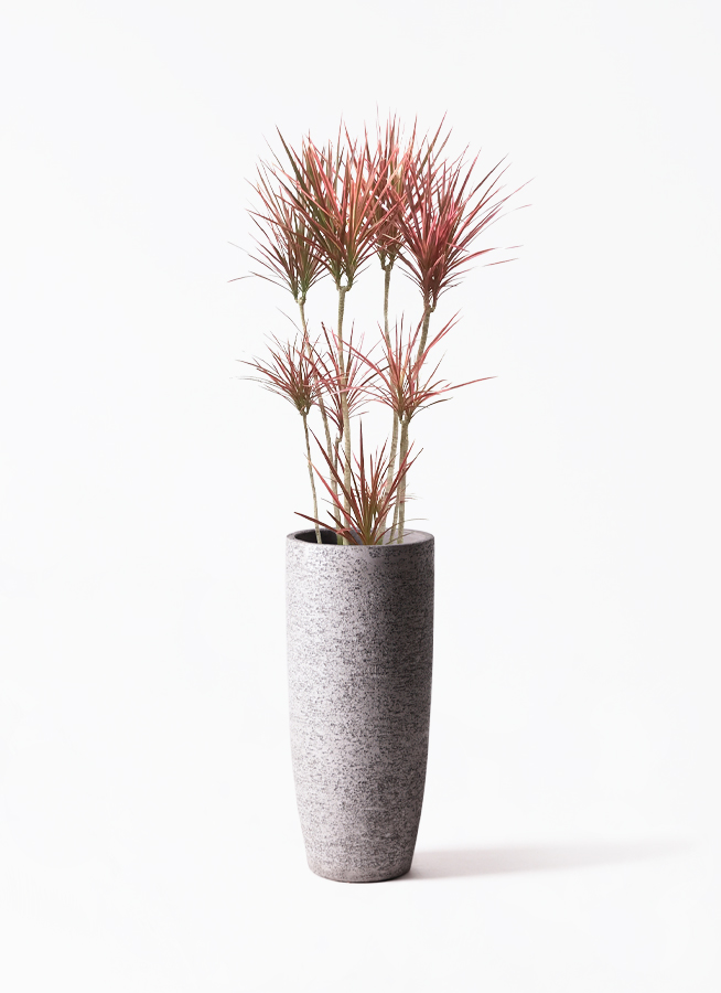 観葉植物 ドラセナ コンシンネ スカーレットアイビス 8号 寄せ プラEco