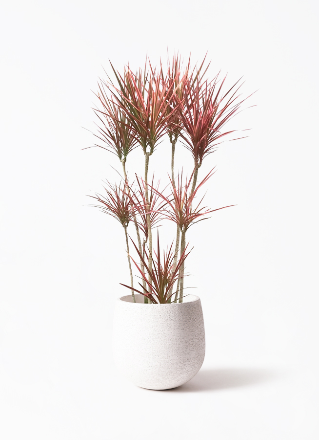 観葉植物 ドラセナ コンシンネ スカーレットアイビス 8号 寄せ