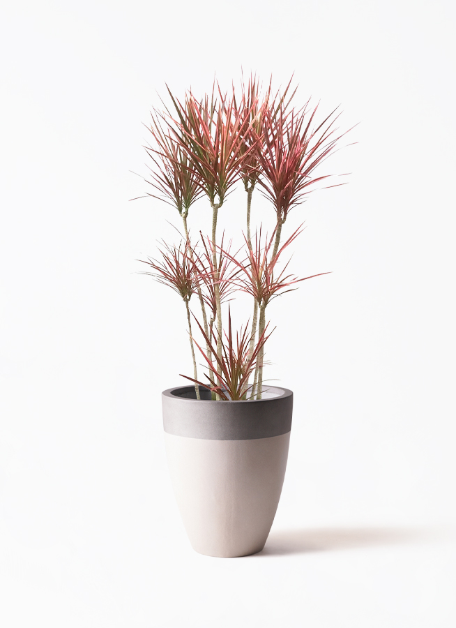 観葉植物 ドラセナ コンシンネ スカーレットアイビス 8号 寄せ プラ