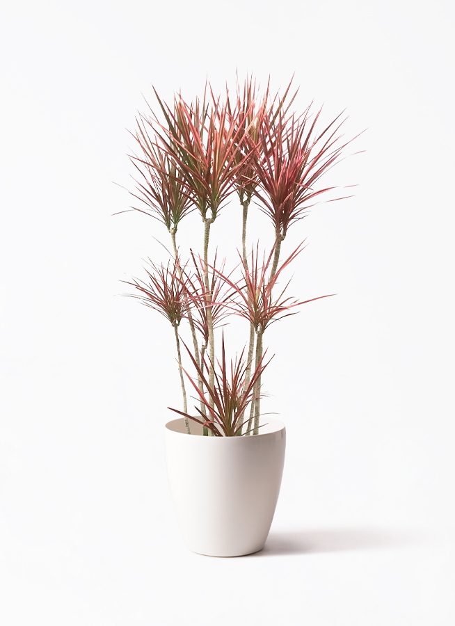 ドラセナ コンシンネ スカーレットアイビス 寄せ | 観葉植物通販