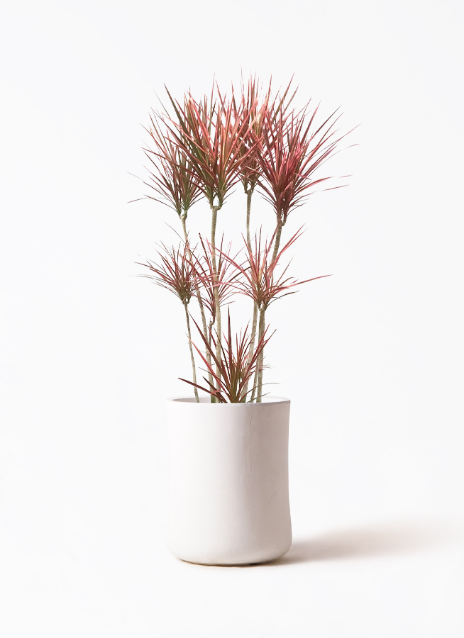 観葉植物 ドラセナ コンシンネ スカーレットアイビス 8号 寄せ