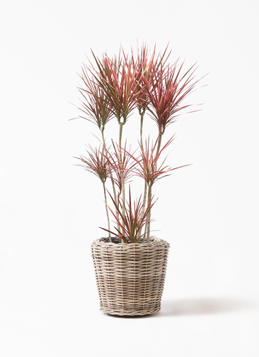 【希少】ドラセナスカーレットアイビス 豪華　おしゃれな観葉植物　10号 観葉植物 ドラセナ コンシンネ スカーレットアイビス 8号 寄せ プラモ