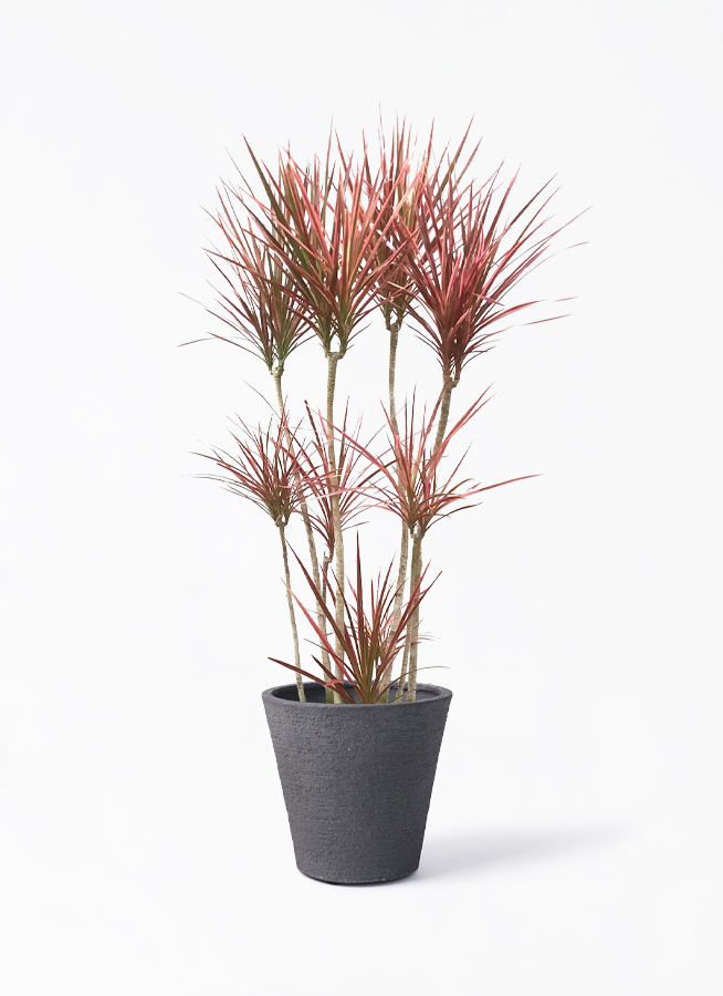 観葉植物 ドラセナ コンシンネ スカーレットアイビス 8号 寄せ プラ