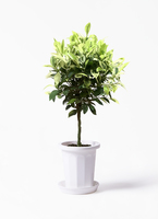 ficus-benjamina-golden-132_1.
