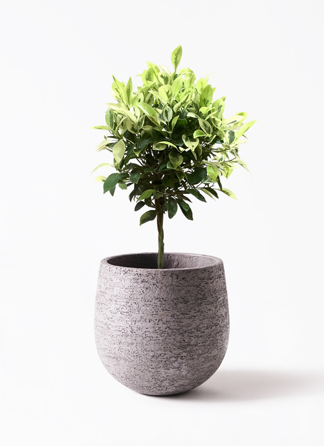 フィカス・ベンジャミン・ブラック ゴムの木 観葉植物 鉢下より140cm