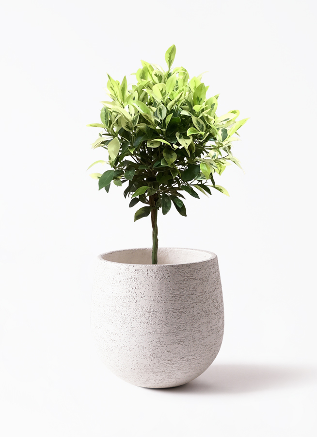 観葉植物 フィカス ベンジャミン 6号 斑入りアイルエッグ 観葉植物 フィカス ベンジャミン 6号 斑入りアイルエッグ