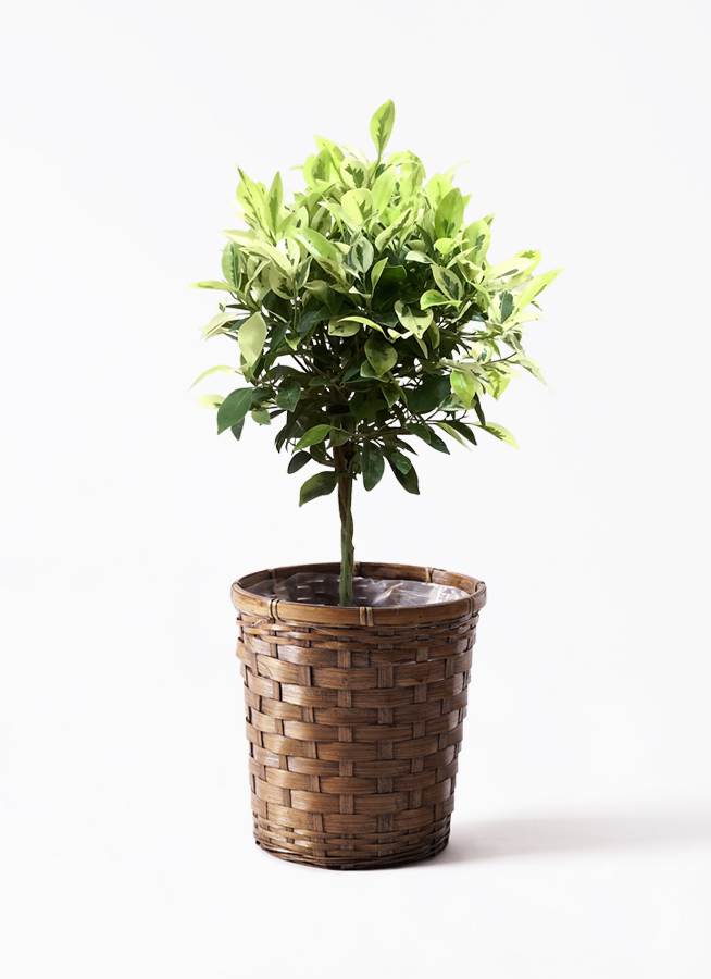 観葉植物 フィカス ベンジャミン 6号 斑入り プラスチック鉢 | 観葉
