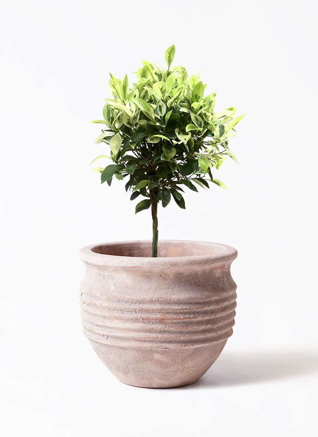 観葉植物 茶色の鉢付き  ベンジャミン ベンジャミン・鉢カバー付き・観葉植物・本物（ベンジャミナ・8