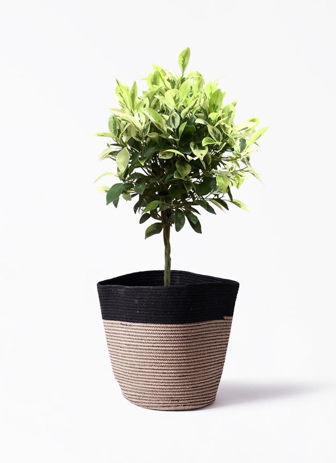 観葉植物 フィカス ベンジャミン ゴールデンスポット 6号 ラウンド