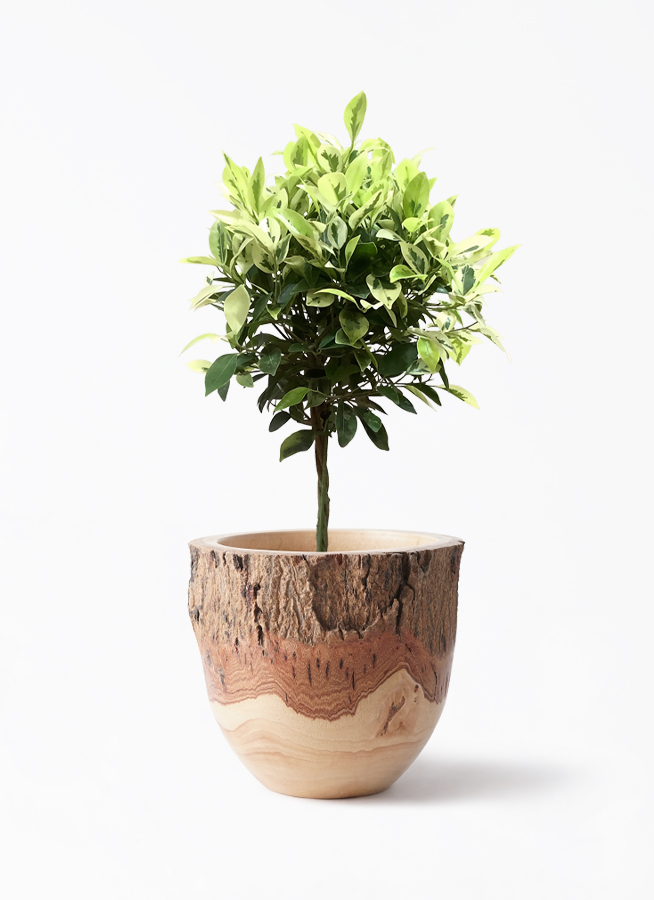 観葉植物 フィカス ベンジャミン 6号 斑入りEco Stone（エコストーン