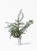 acacia-covenyi-1_1.jpg?1630290256