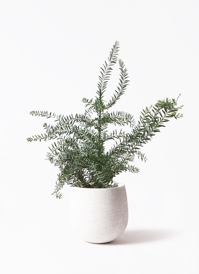 観葉植物 アカシア ブルーブッシュ 8号 フェルム シリンダー