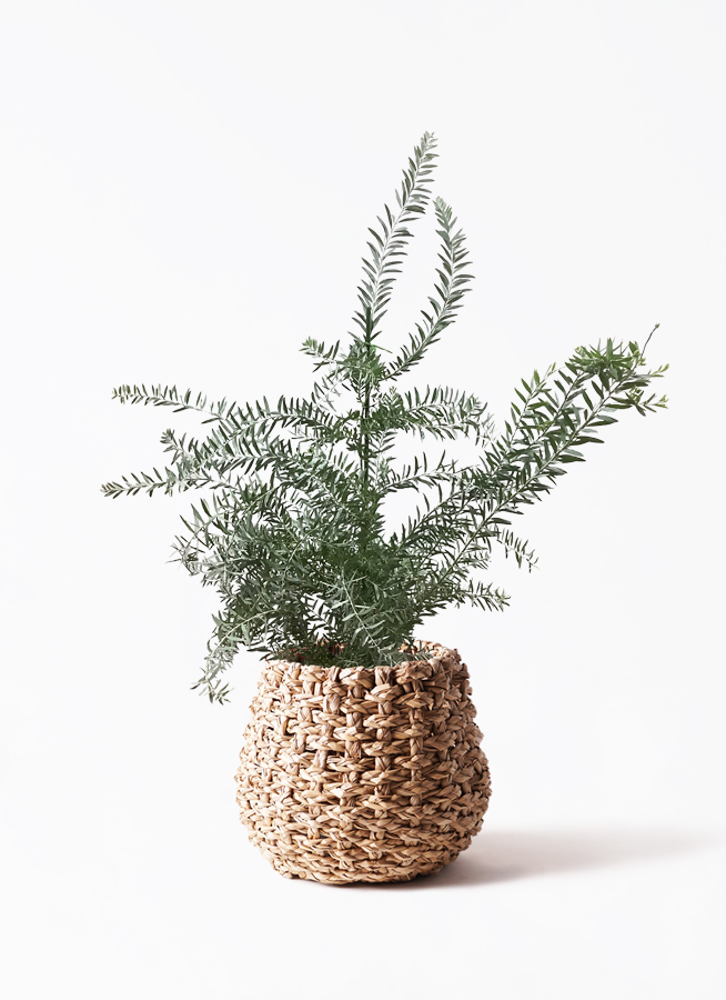 確認▶◀*.゜♡アカシア15cm 観葉植物 アカシア ブルーブッシュ 8号 FiberCray（ファイバークレイ