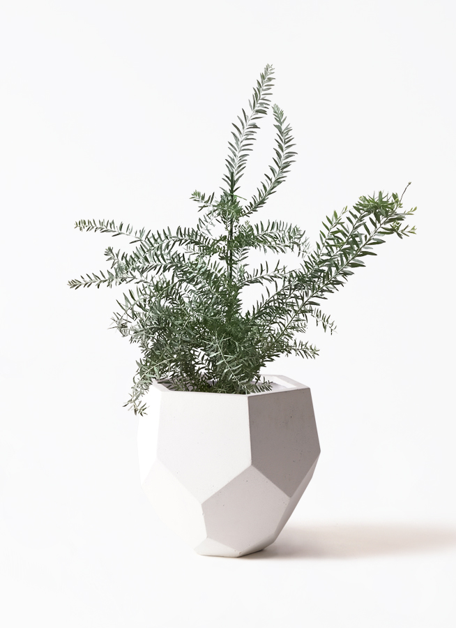 観葉植物 アカシア ブルーブッシュ 8号 LushBasket（ラッシュ