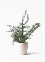 観葉植物 アカシア ブルーブッシュ 8号 ラスターポット white 付き