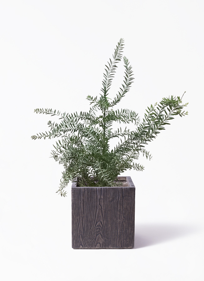 観葉植物 アカシア ブルーブッシュ 8号 ベータ キューブプランター