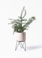 観葉植物 アカシア ブルーブッシュ 8号 LushBasket（ラッシュ