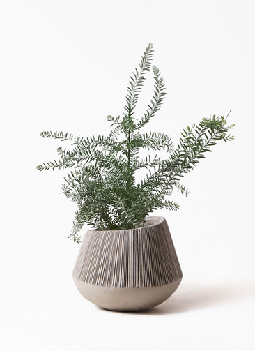 観葉植物 アカシア ブルーブッシュ 8号 エディラウンド グレイ 付き