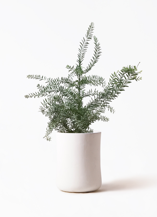 観葉植物 アカシア ブルーブッシュ 8号 バスク ミドル ホワイト 付き