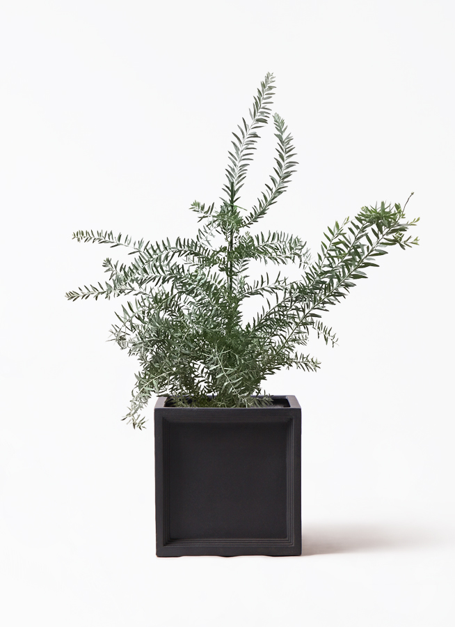 観葉植物 アカシア ブルーブッシュ 8号 ブリティッシュキューブ