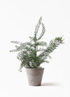 観葉植物 アカシア ブルーブッシュ 8号 Coral Pot (コーラルポット