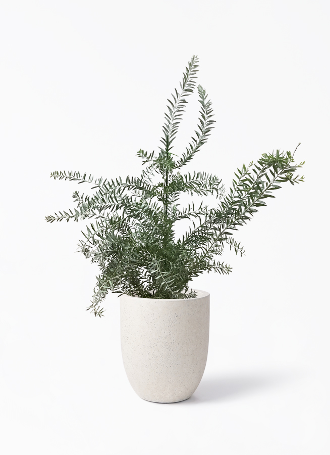 acacia-covenyi-70_1.jpg?1630290550