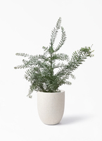 観葉植物 アカシア ブルーブッシュ 8号 ラスターポット white 付き