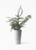 観葉植物 アカシア ブルーブッシュ 8号 ラスターポット white 付き