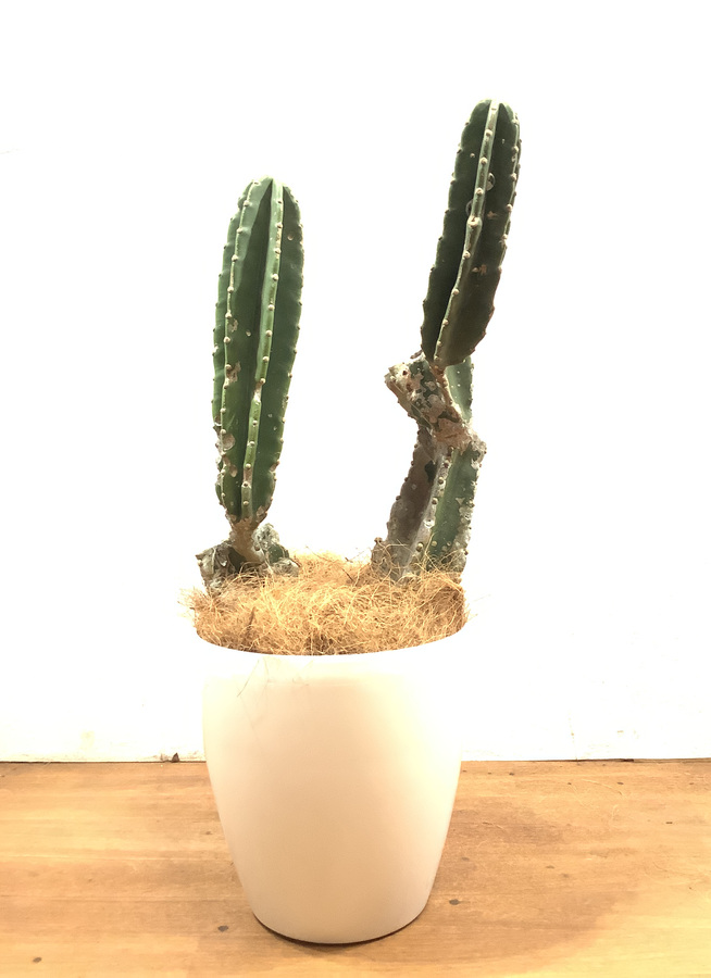 観葉植物 78cm 柱サボテン 8号 観葉植物ならhitohana ひとはな