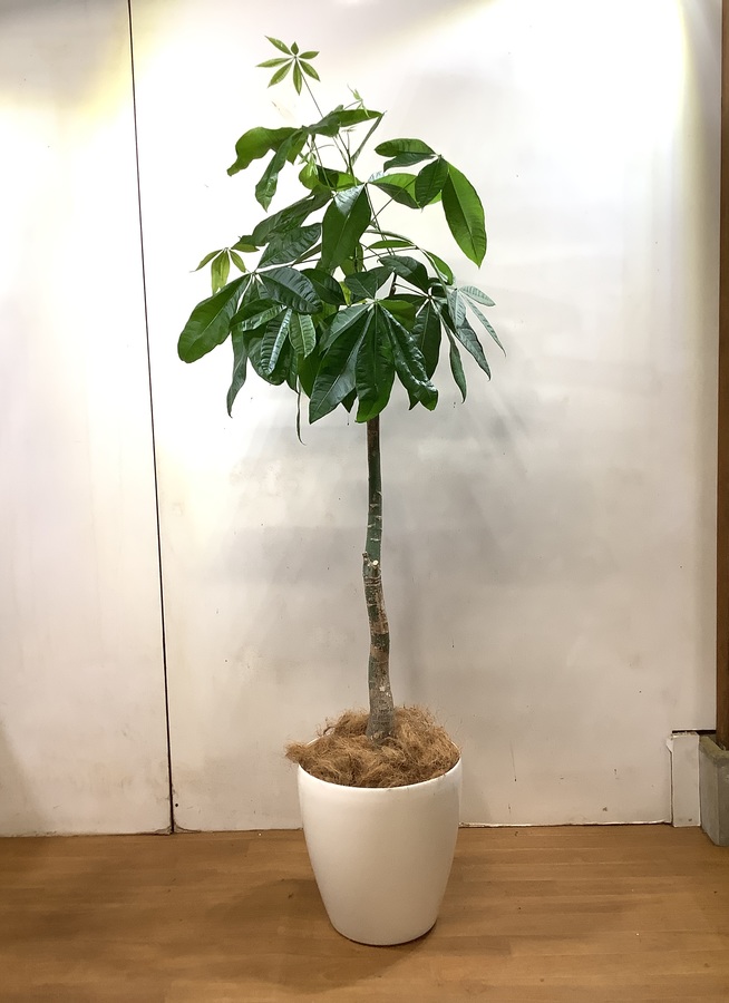 観葉植物 190cm パキラ 10号 1都3県配送限定商品 観葉植物ならhitohana ひとはな