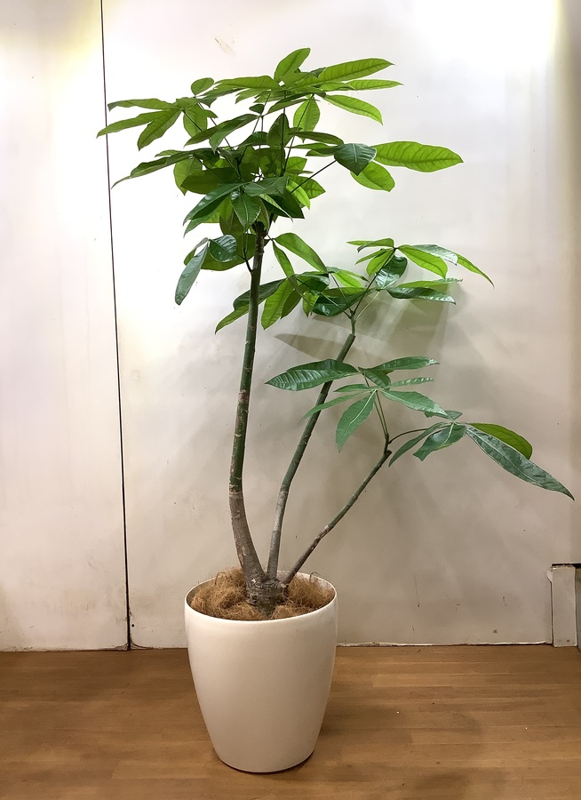 観葉植物 165cm パキラ 10号 1都3県配送限定商品 観葉植物ならhitohana ひとはな