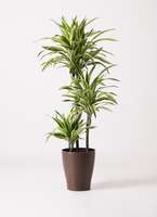 観葉植物 ドラセナ ワーネッキー レモンライム 8号 コーテス ジャー