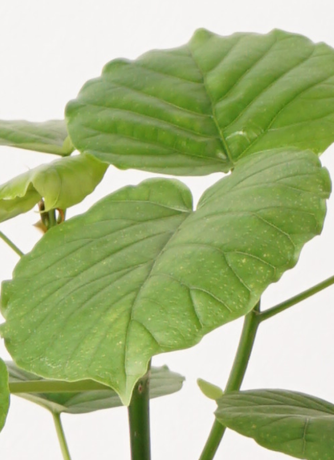 観葉植物 フィカス ウンベラータ4号 ノーマル ラスターポット 付き