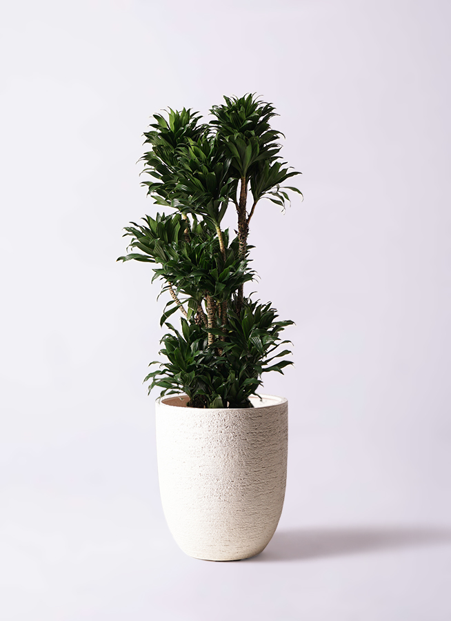 観葉植物 ドラセナ コンパクター 10号 プラスチック鉢 | 観葉植物なら