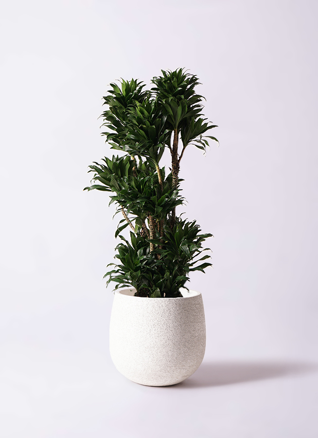 観葉植物 ドラセナ コンパクター 10号 プラスチック鉢 | 観葉植物なら