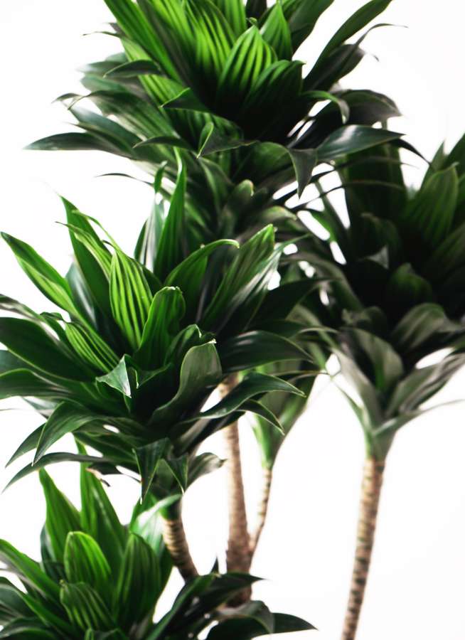 観葉植物 ドラセナ コンパクター 10号 アルファシリンダープランター