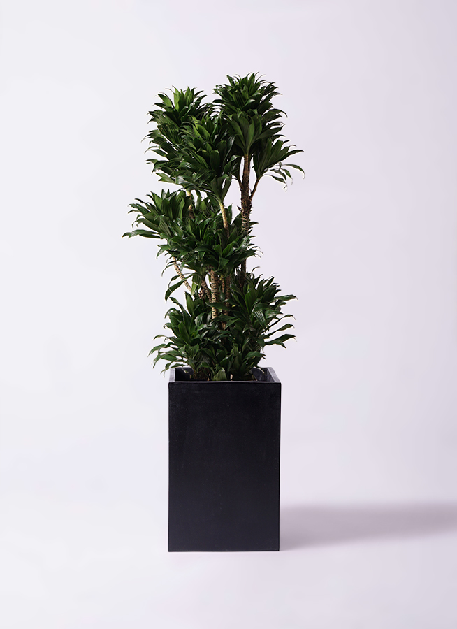 観葉植物 ドラセナ コンパクター 10号 ジュピター 黒 付き | 観葉植物