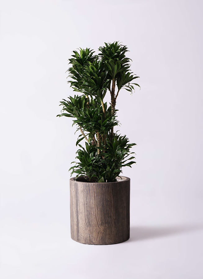 観葉植物 ドラセナ コンパクター 10号 アルファシリンダープランター