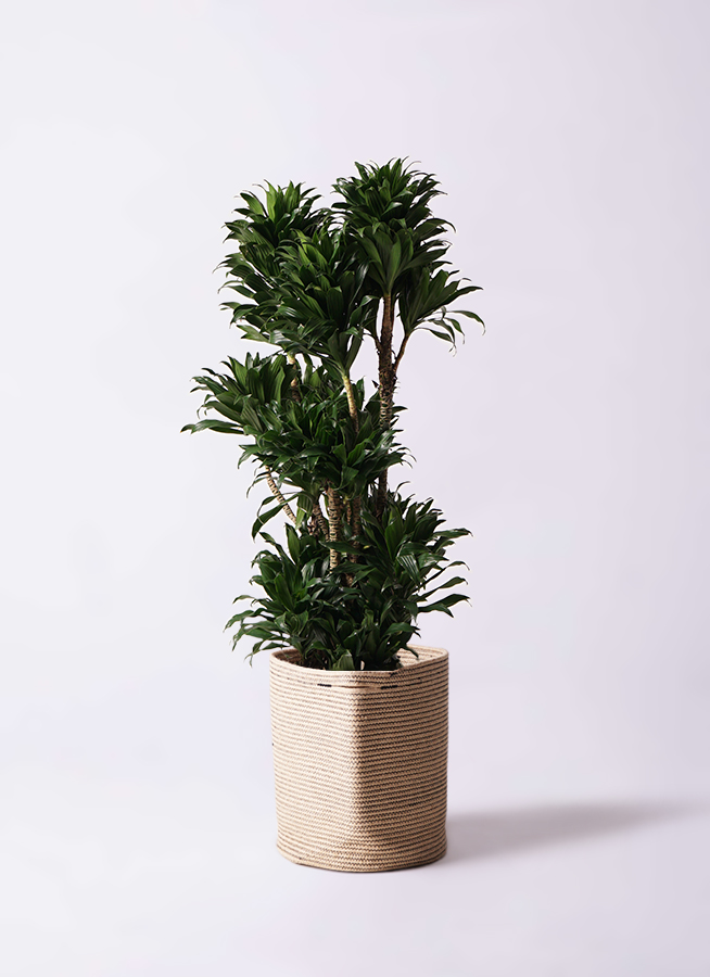 観葉植物 ドラセナ コンパクター 10号 セドナロング 墨 付き | 観葉