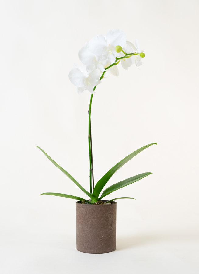 ミニ胡蝶蘭 白 1本立ち ウッド(茶)鉢付き | 胡蝶蘭ならHitoHana(ひとはな)