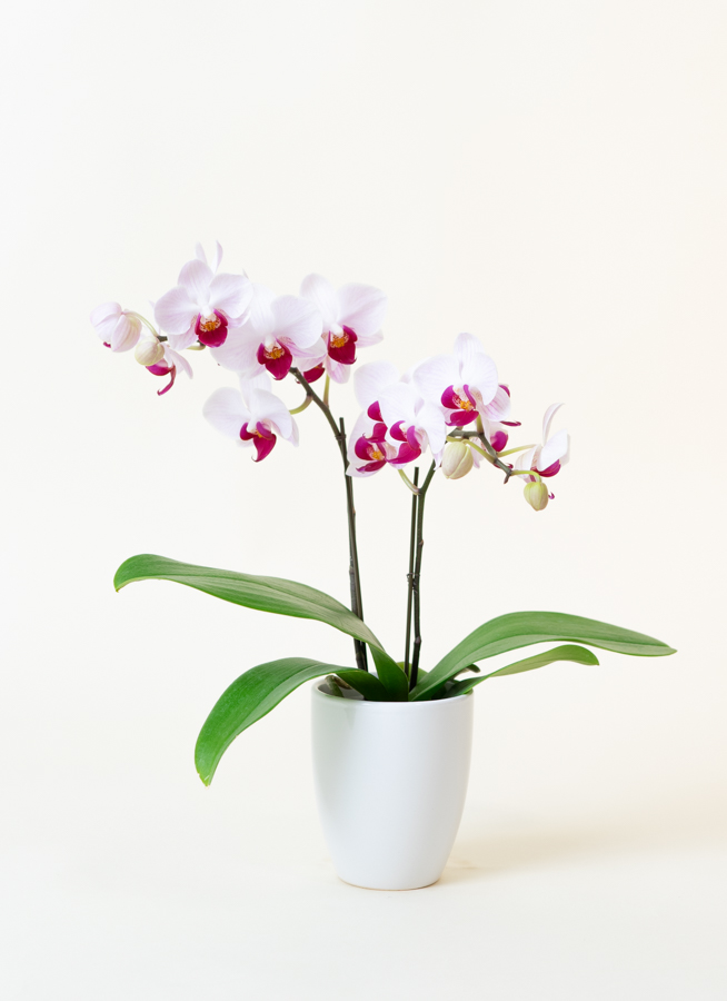 ミニ胡蝶蘭 赤リップ 2本立ち 陶器(白)鉢付き | 胡蝶蘭なら